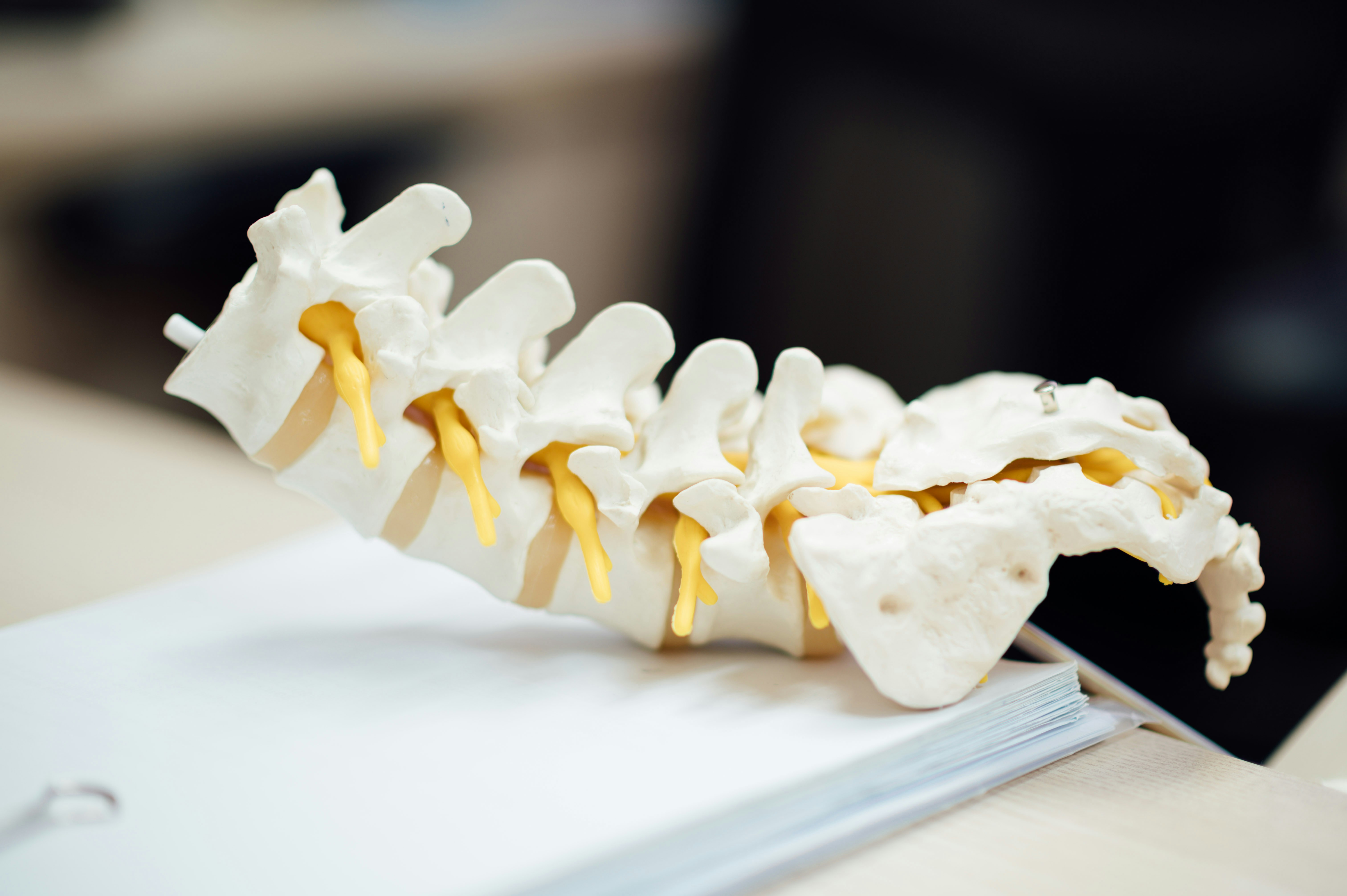 Spinal Cord 