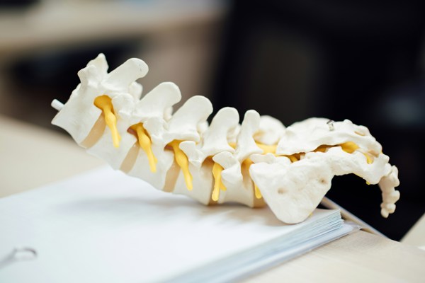 Spinal Cord 