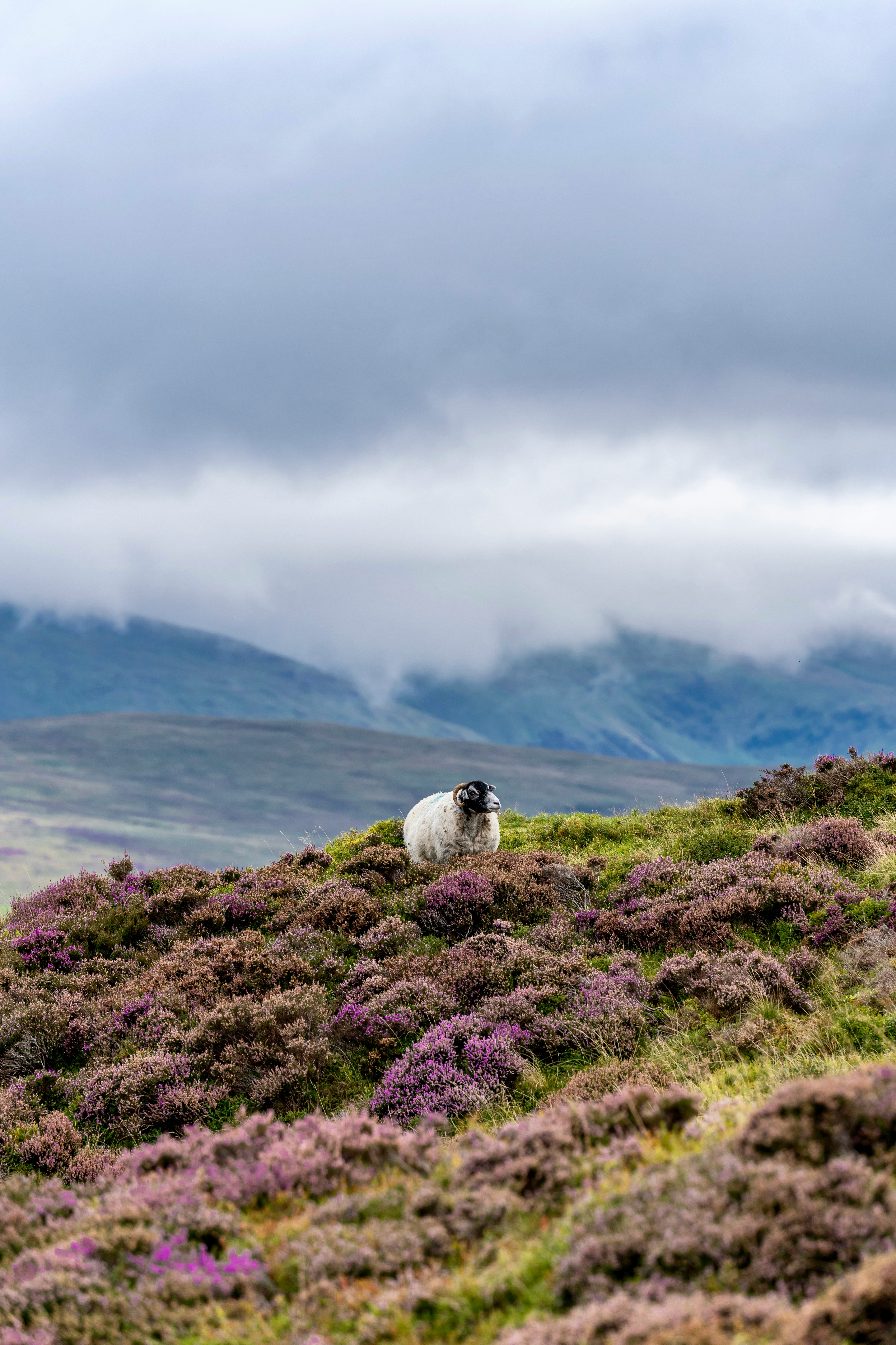 Sheep On Farm