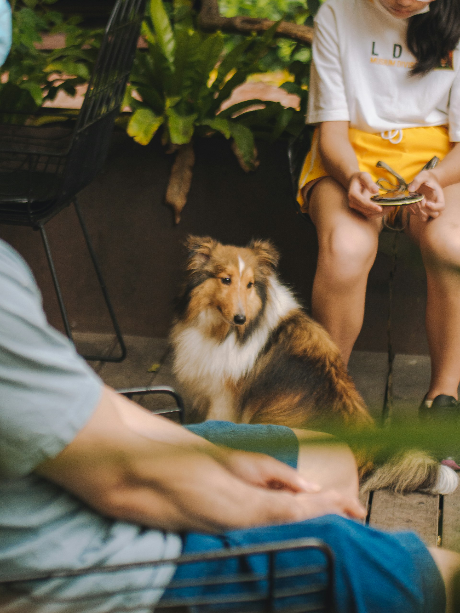 A Shetland Sheepdog sits on the ground beside two seated individuals, one holding a treat, in a garden setting with plants and outdoor furniture visible.