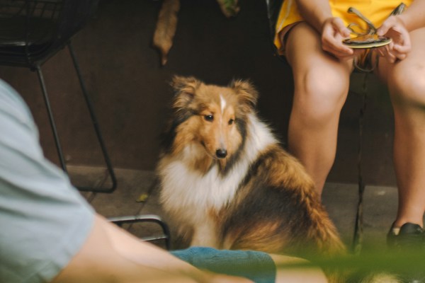 A Shetland Sheepdog sits on the ground beside two seated individuals, one holding a treat, in a garden setting with plants and outdoor furniture visible.