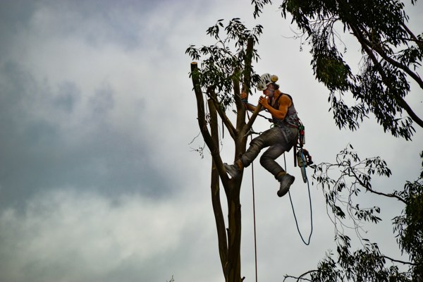 Tree surgeon working at height, secured with ropes and harness, cutting branches from a tree using a chainsaw.