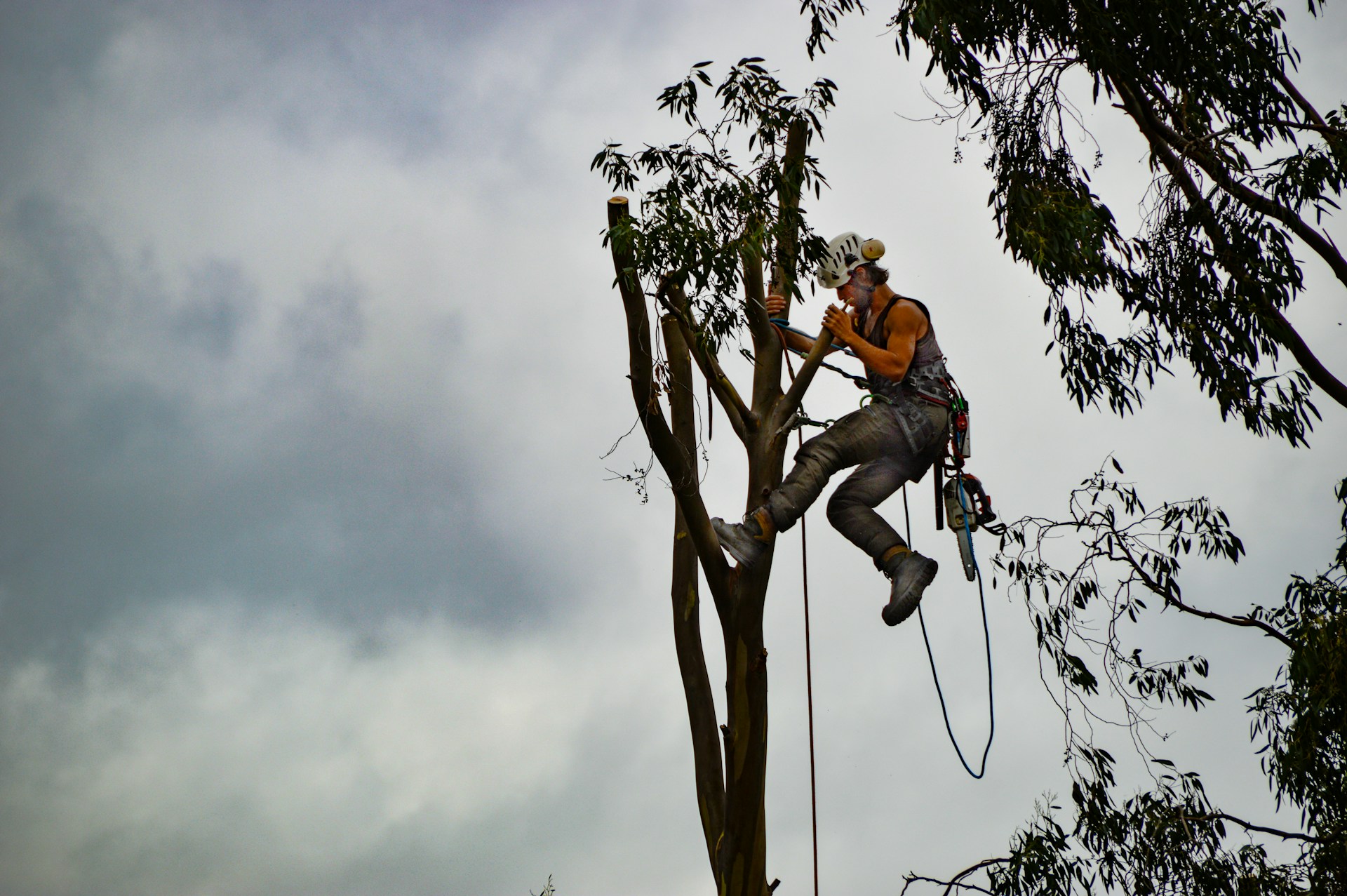 Tree surgeon working at height, secured with ropes and harness, cutting branches from a tree using a chainsaw.